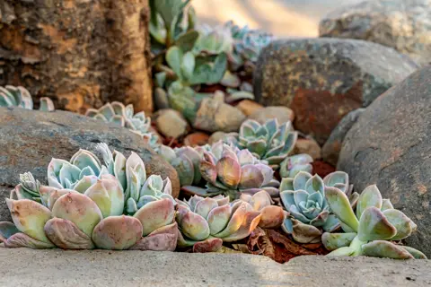 Rosesands Mountain Lodge