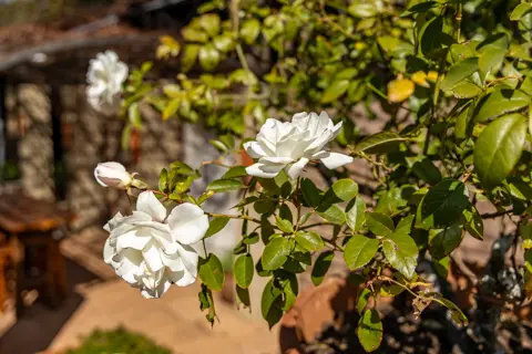 Rosesands Mountain Lodge