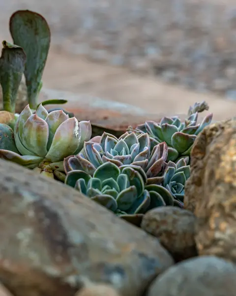 Rosesands Mountain Lodge