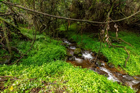 Comatie Waterfall Camp | Rosesands Mountain Lodge
